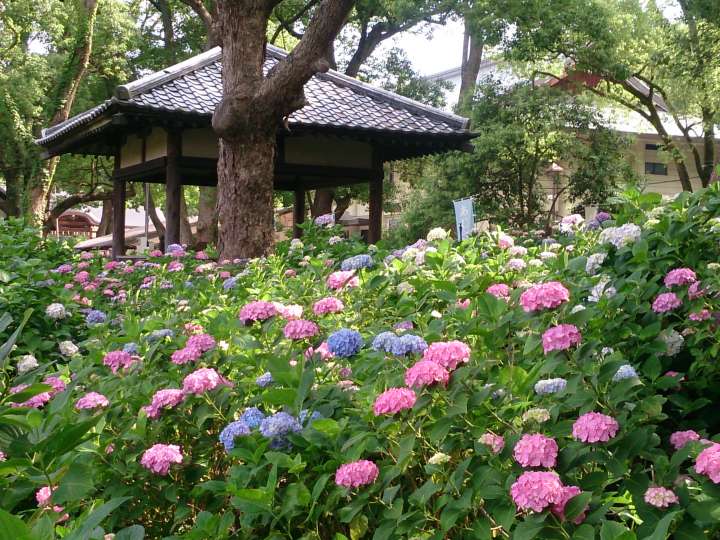 ajisai3 梅雨時こそ訪れたい、艶やかに咲き誇るあじさいの宮「藤森神社」