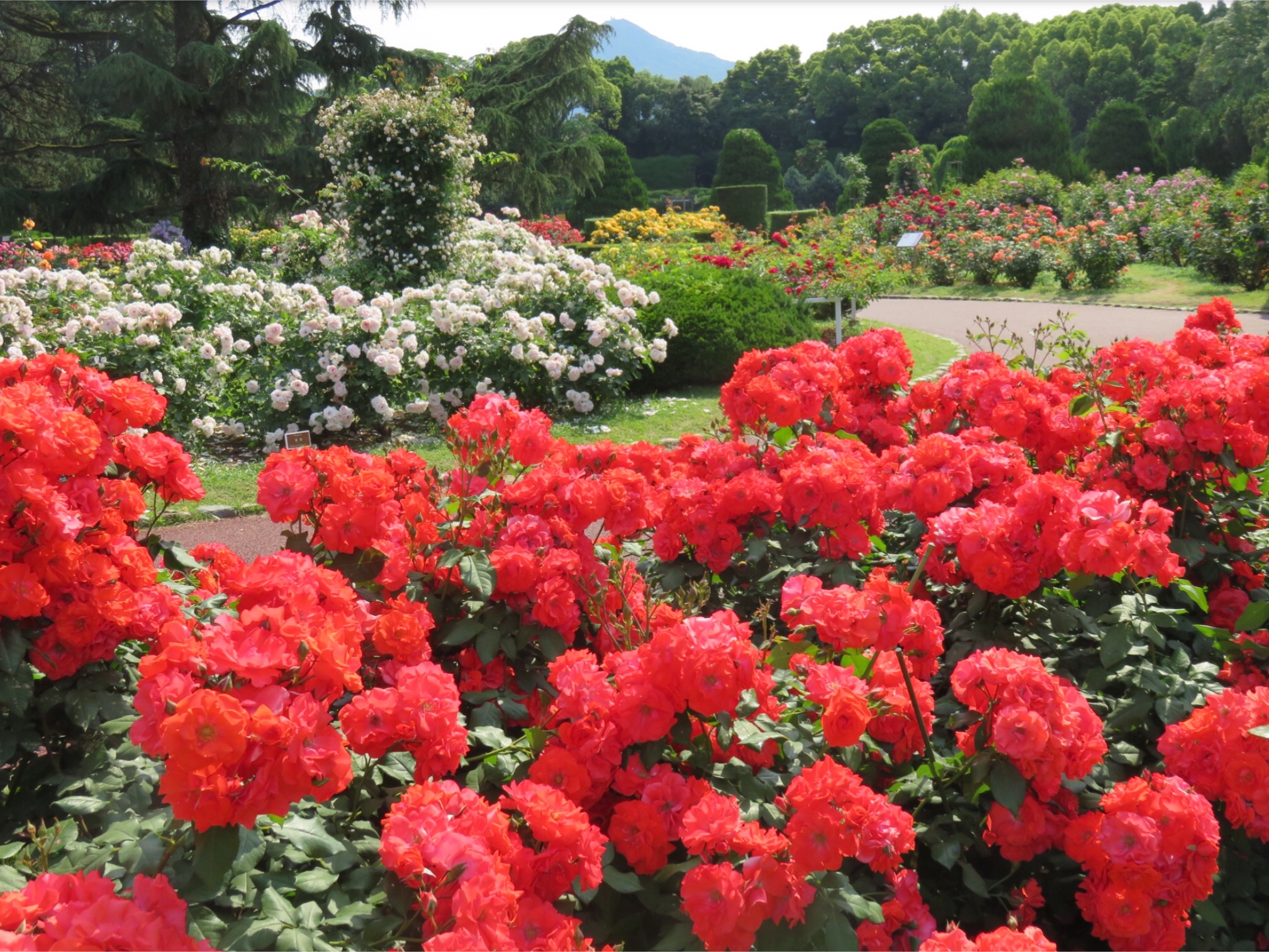 2FB57E18-EA45-44E0-9D91-CE79CDC0B886 Enjoying the colors of the seasons with vibrant and lively plants ”Kyoto Botanical Gardens”