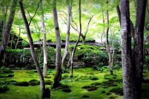 Experience a World in Green in the Japanese garden of Gioji.