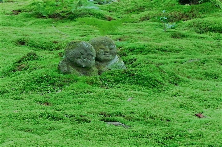 반지르르한 푸른 이끼정원「산젠인」