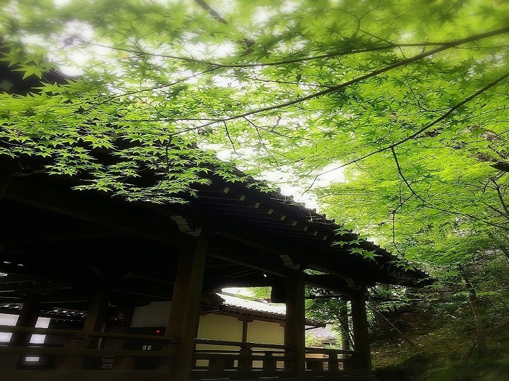 目睹約3000株楓葉因季節而變的美「禪林寺 永観堂」