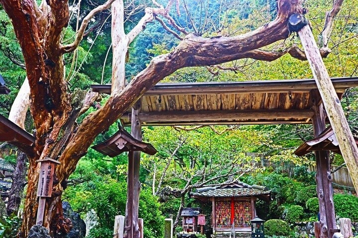 The temple being protected by the great nature