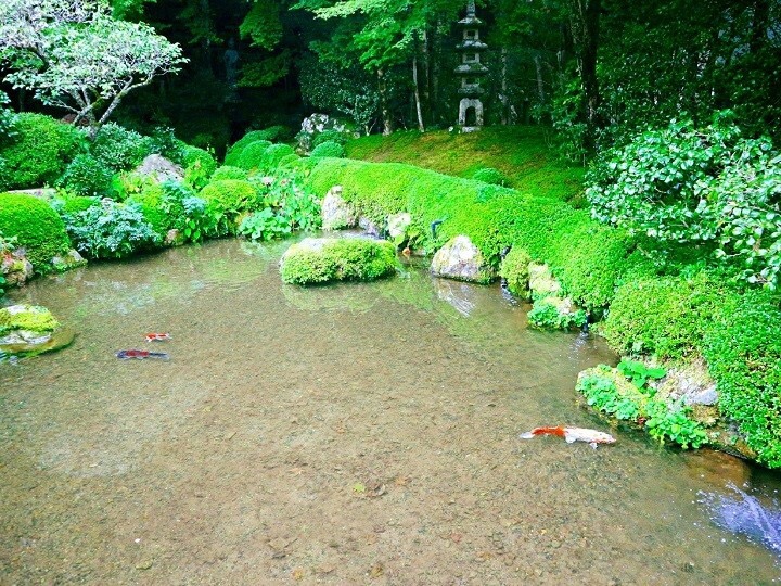 The beautiful pond