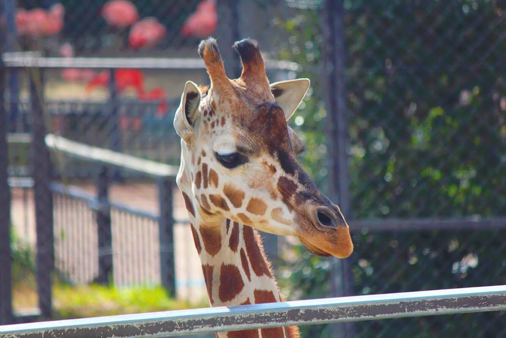 Walkway located higher than giraffe’s eyesight