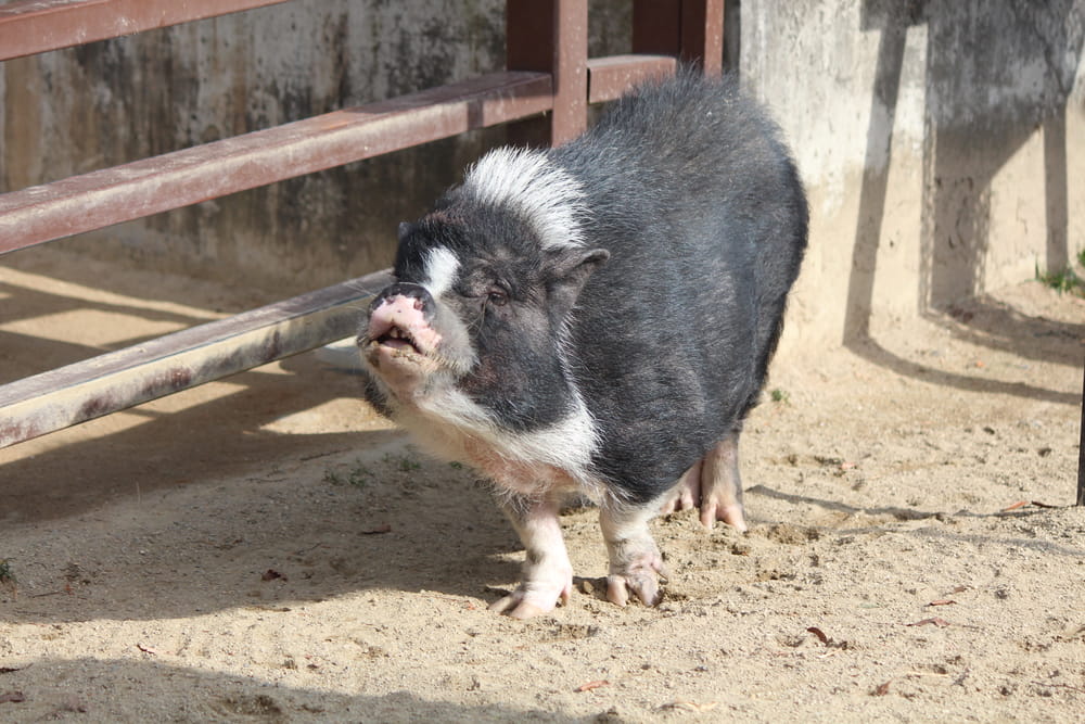 Interact with animals at the petting zoo