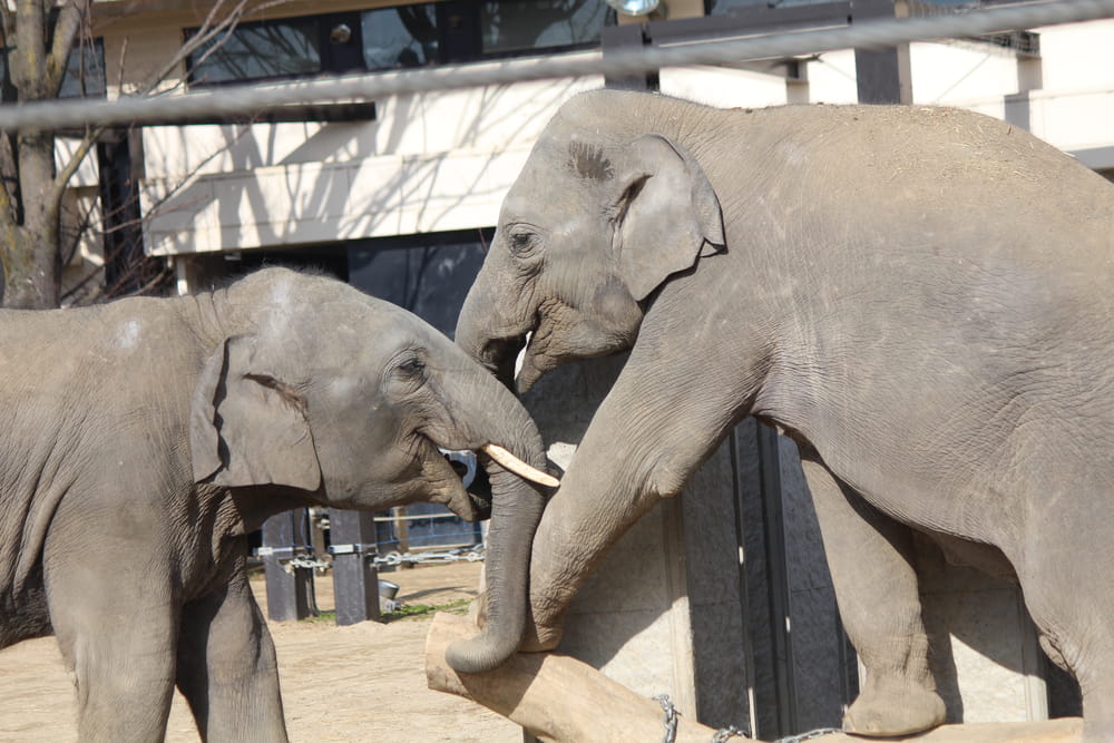 Enjoy watching the animals in close-up at Kyoto City Zoo