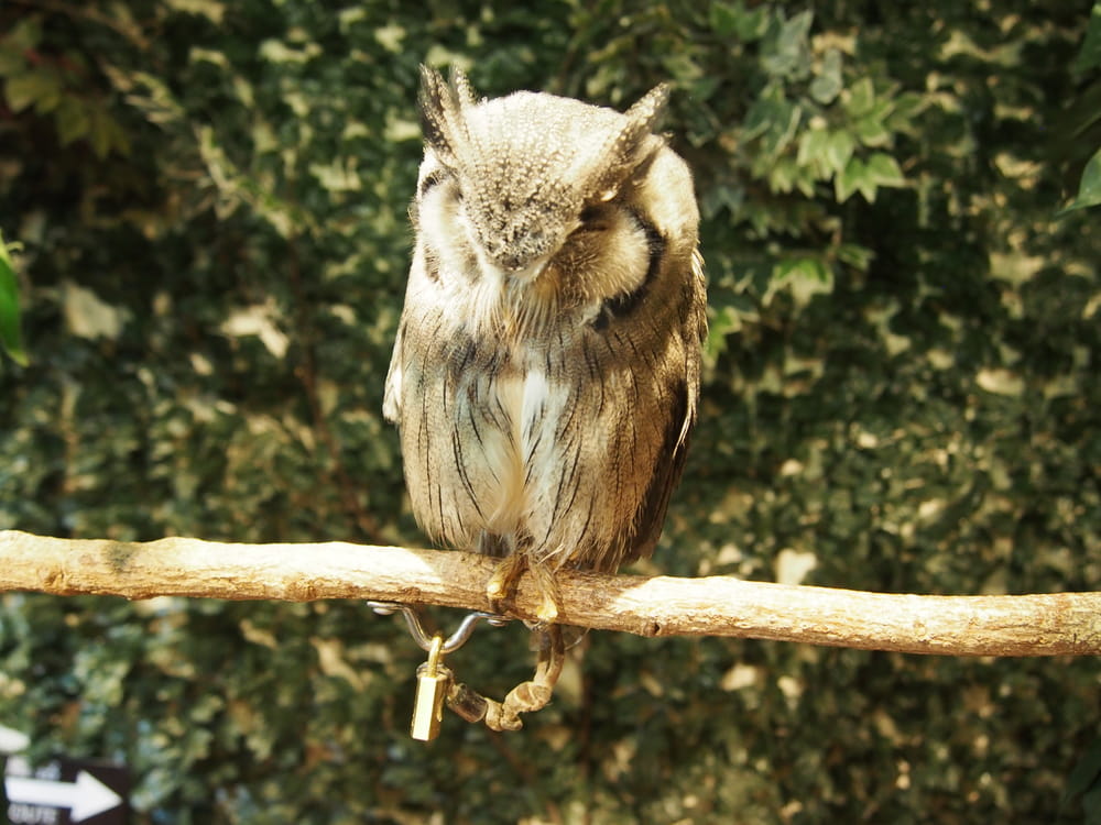 The adorable owls