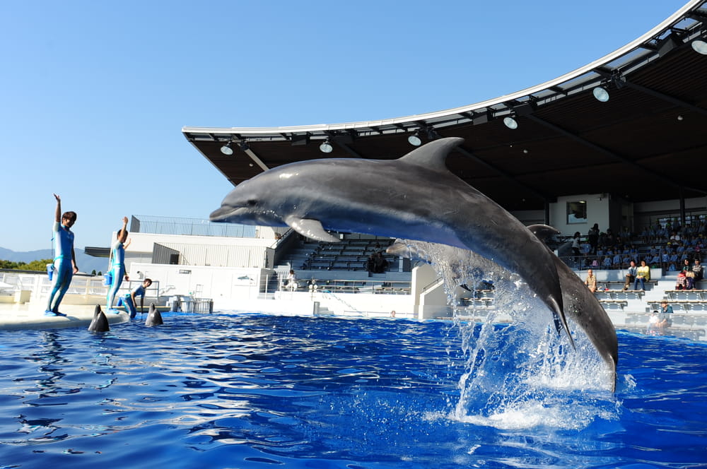 Visit sea animals close to Kyoto Station at Kyoto aquarium