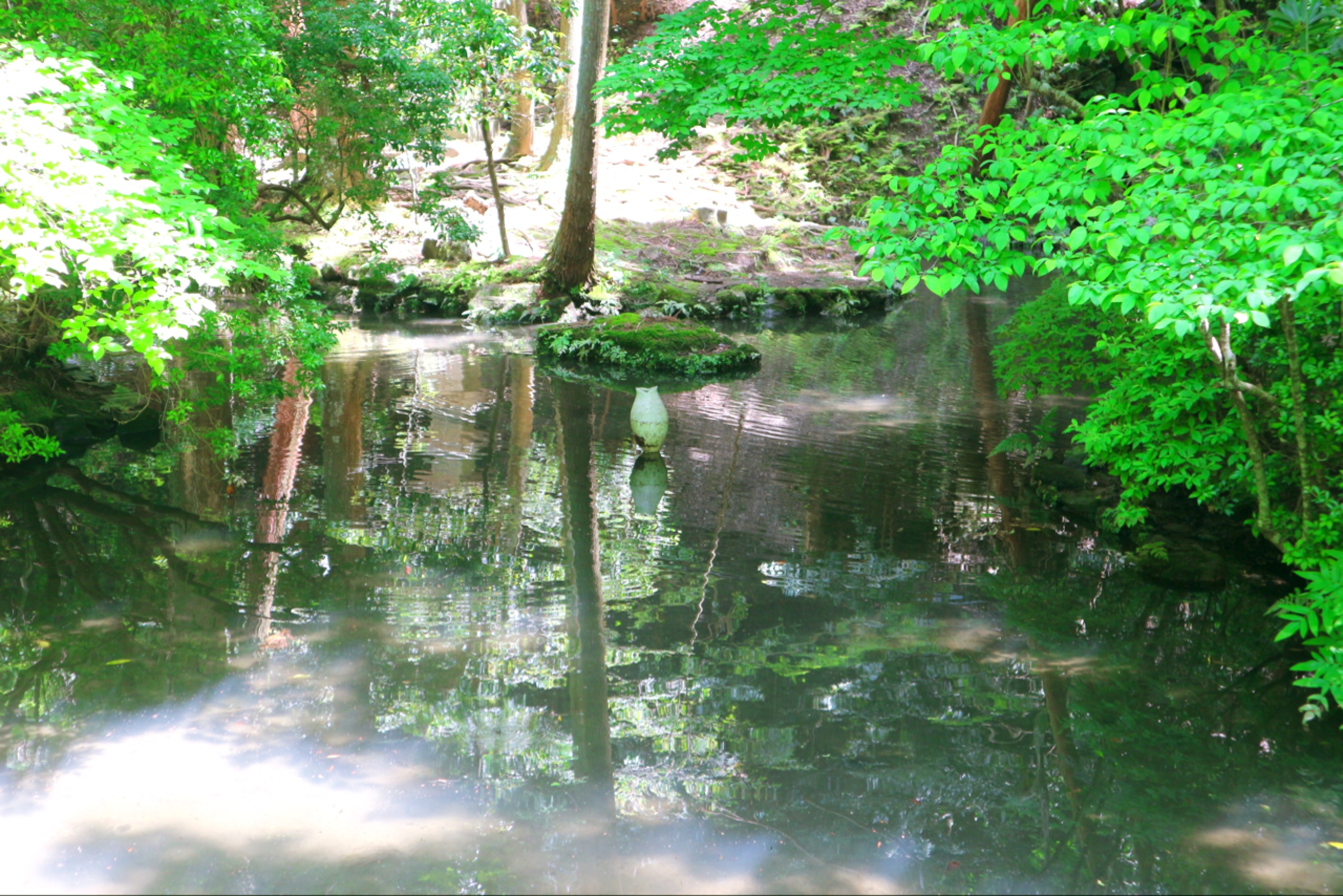 Refreshing greens reflected on the water mirror