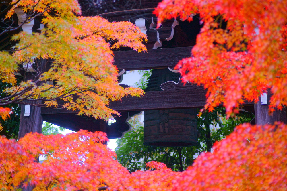 鐘樓前壯觀的紅葉