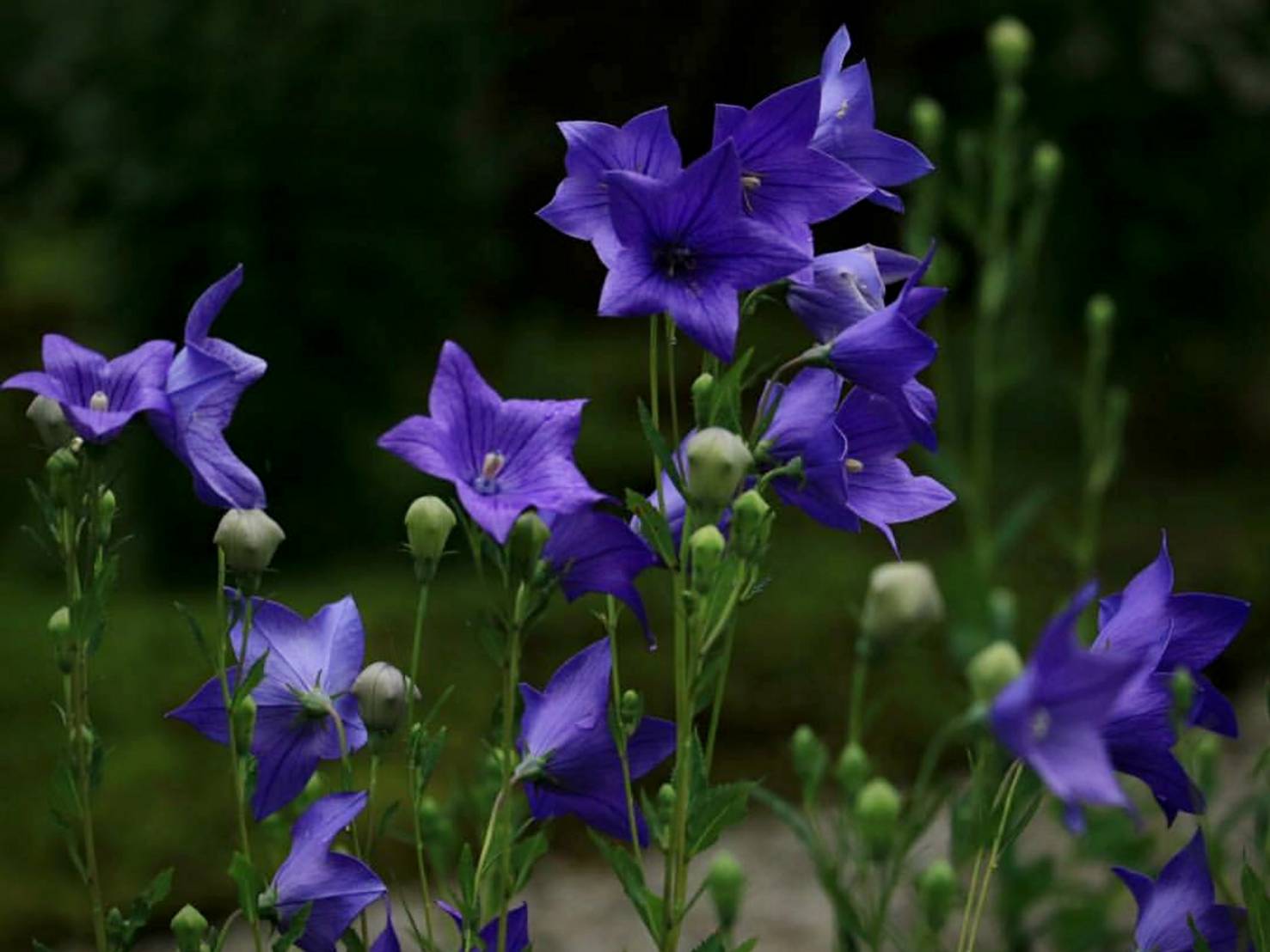 Fully blooming Bellflowers