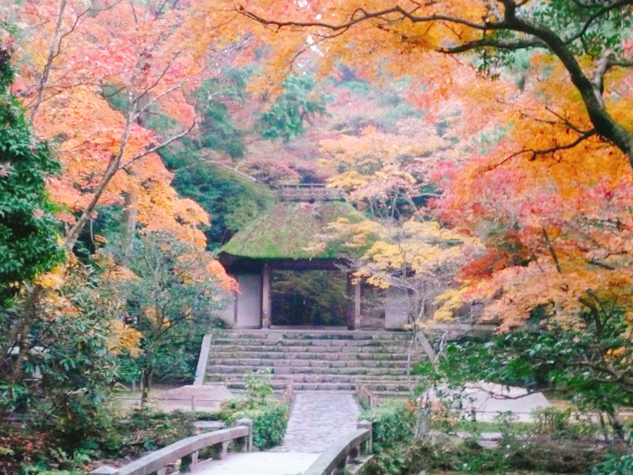 A hidden impressive spots for red maples