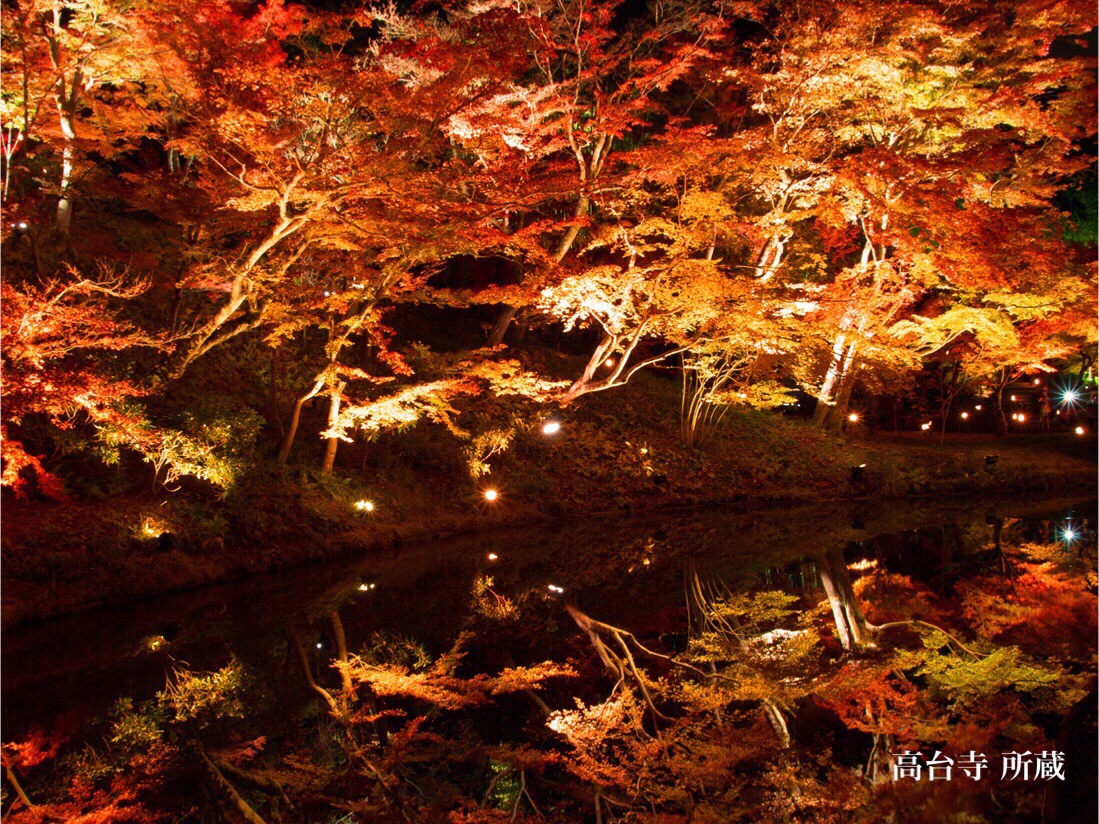 Magnificent red maples like fire