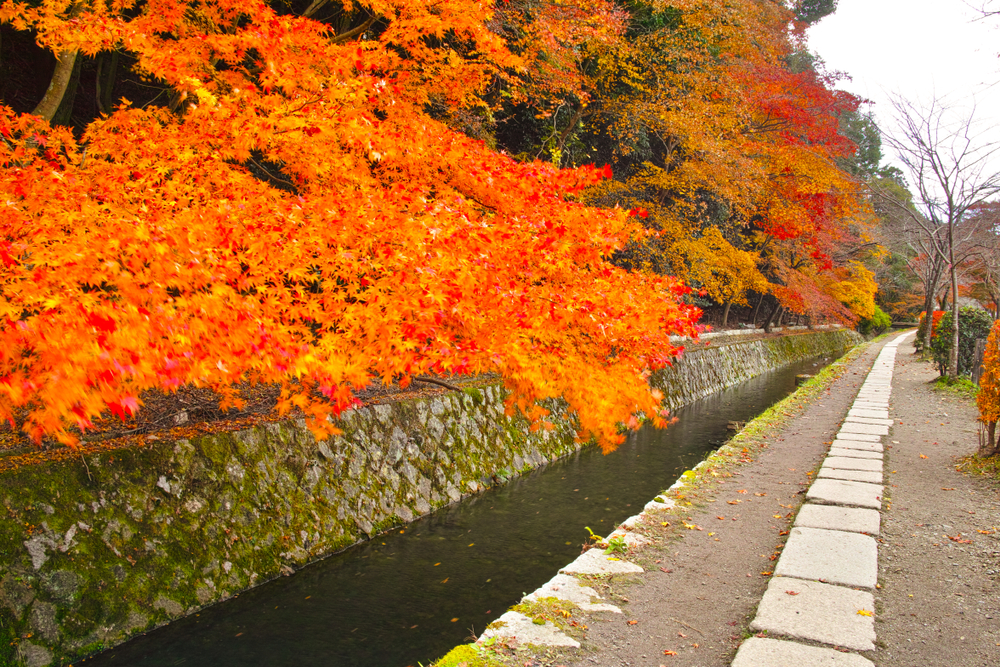 Vivid red maple's path