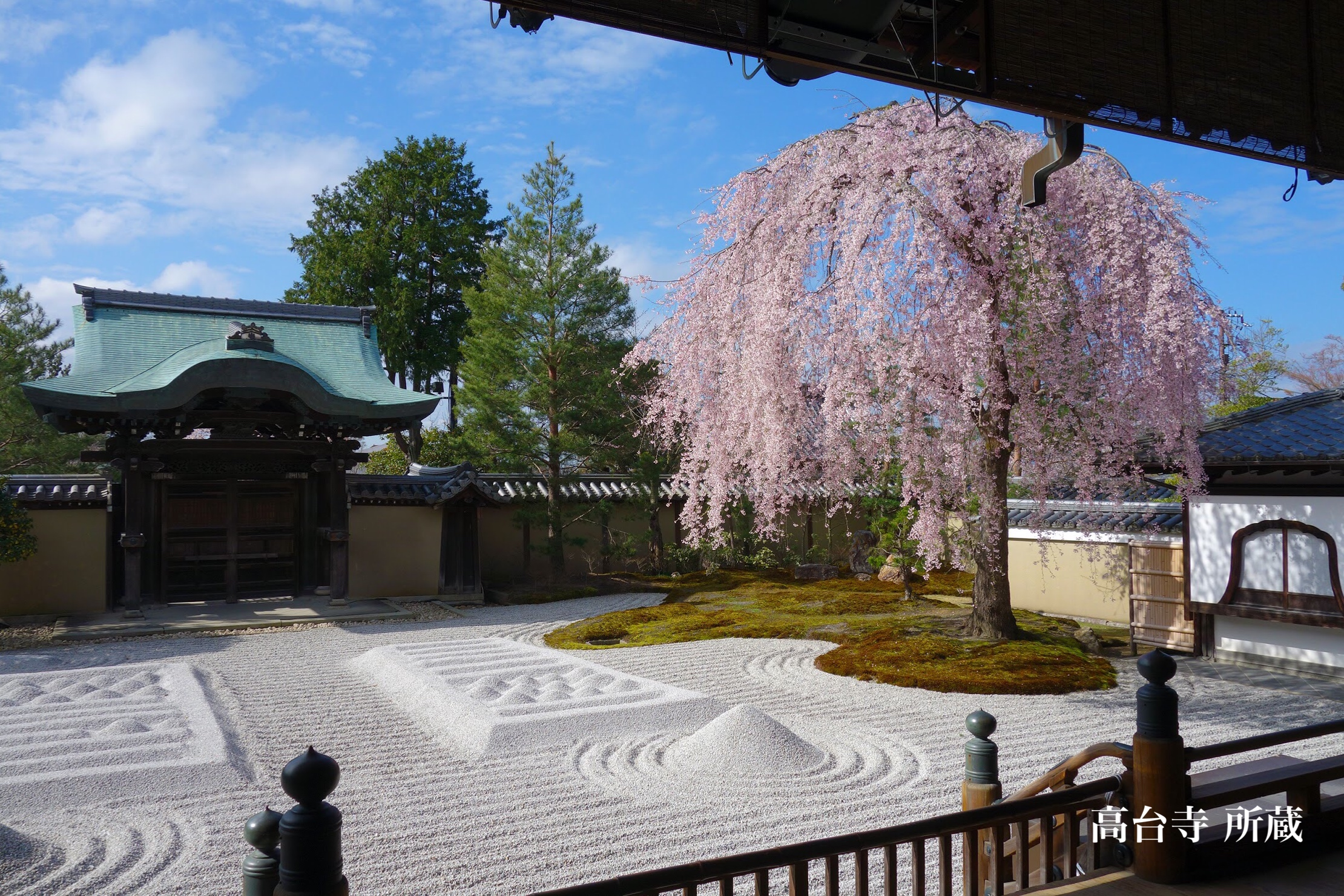 Luxurious beauty of spring in the garden of cherry blossoms