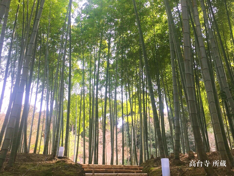 Invitation to the fresh bamboo forest