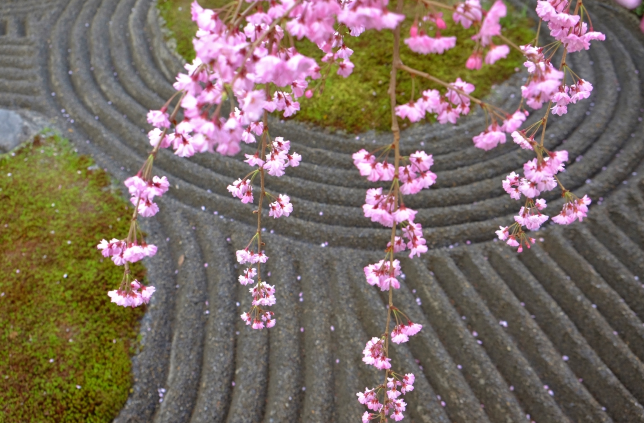 Spring in the cherry pink petal shower