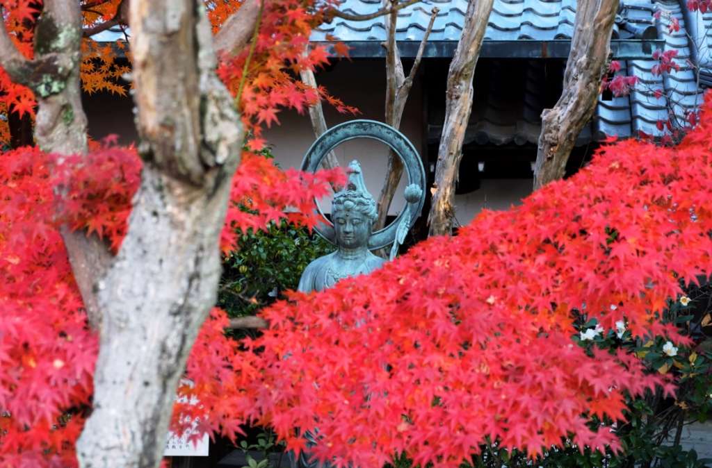 春夏秋冬可以在这一年中感受不同季节带来的色彩 退蔵院