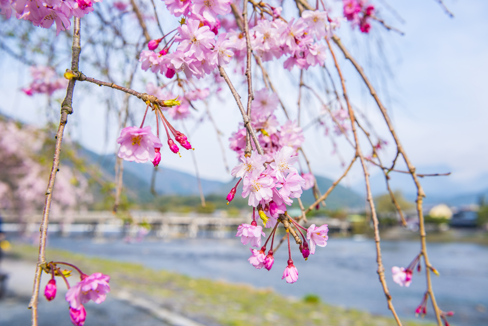 Sightseeing in Arashiyama blushed cherry pink