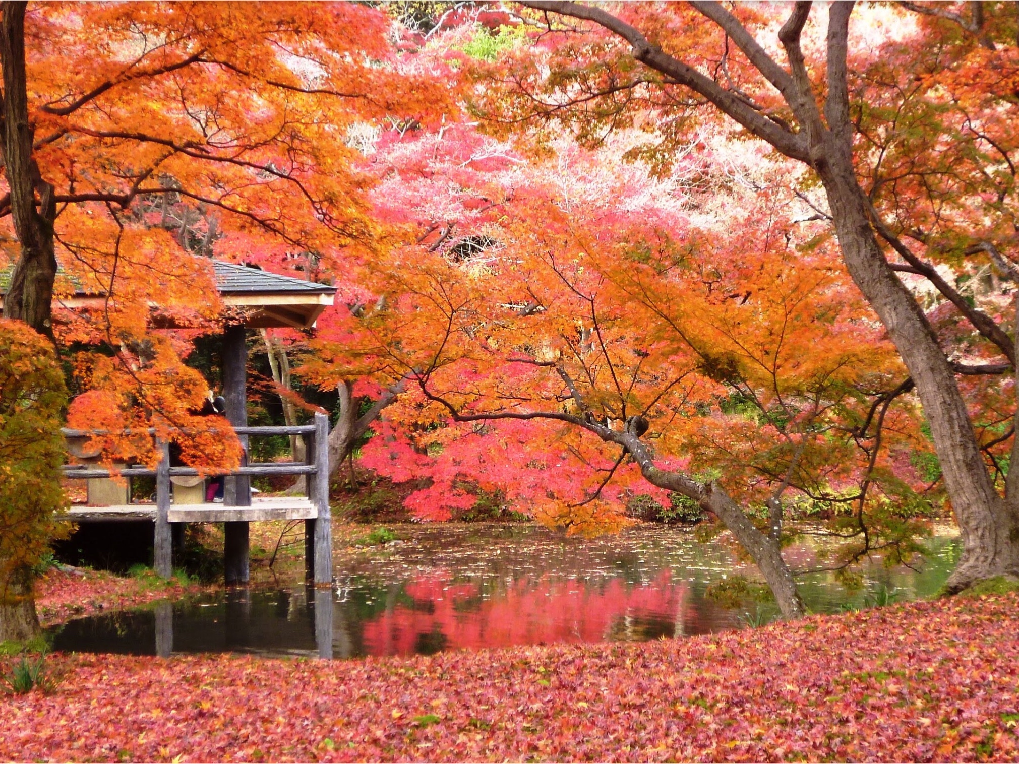 A little-known place for viewing autumn leaves 