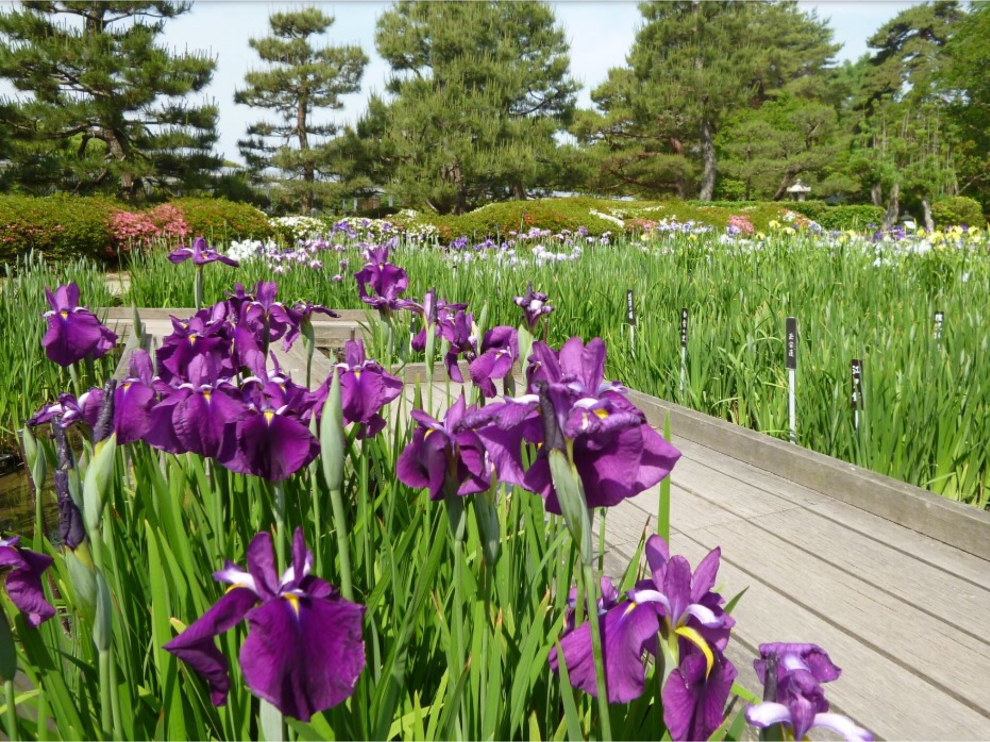Even on the cloudy days of the rainy season the Japanese Iris looks nice 