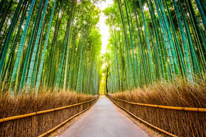 絶対に訪れたい、荘厳な雰囲気の中で優雅さや趣を感じる「竹林の小径」