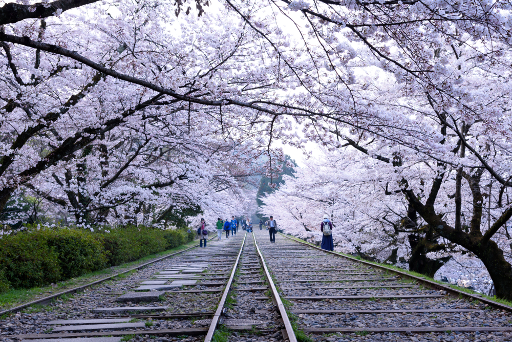 A season dyed in cherry blossom pink