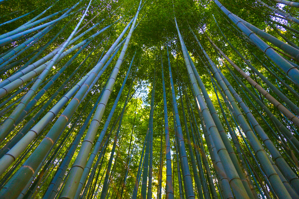 Popular Scenic Spot in Arashiyama