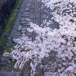 Just like a scene in a movie! See unforgettable Kyoto cherry blossom scenery at the Keage Incline