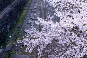 宛如电影中的一个场景。“蹴鞠倾斜铁道”留在记忆中的京都樱花
