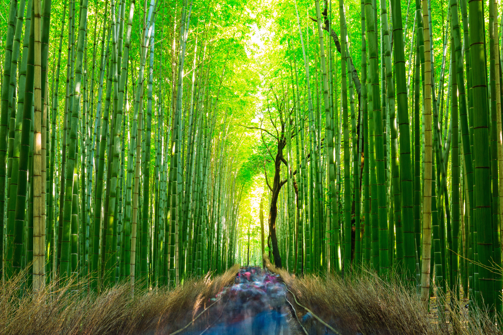 From bamboo forests to scenic meadows of the land of Azuma, you will b