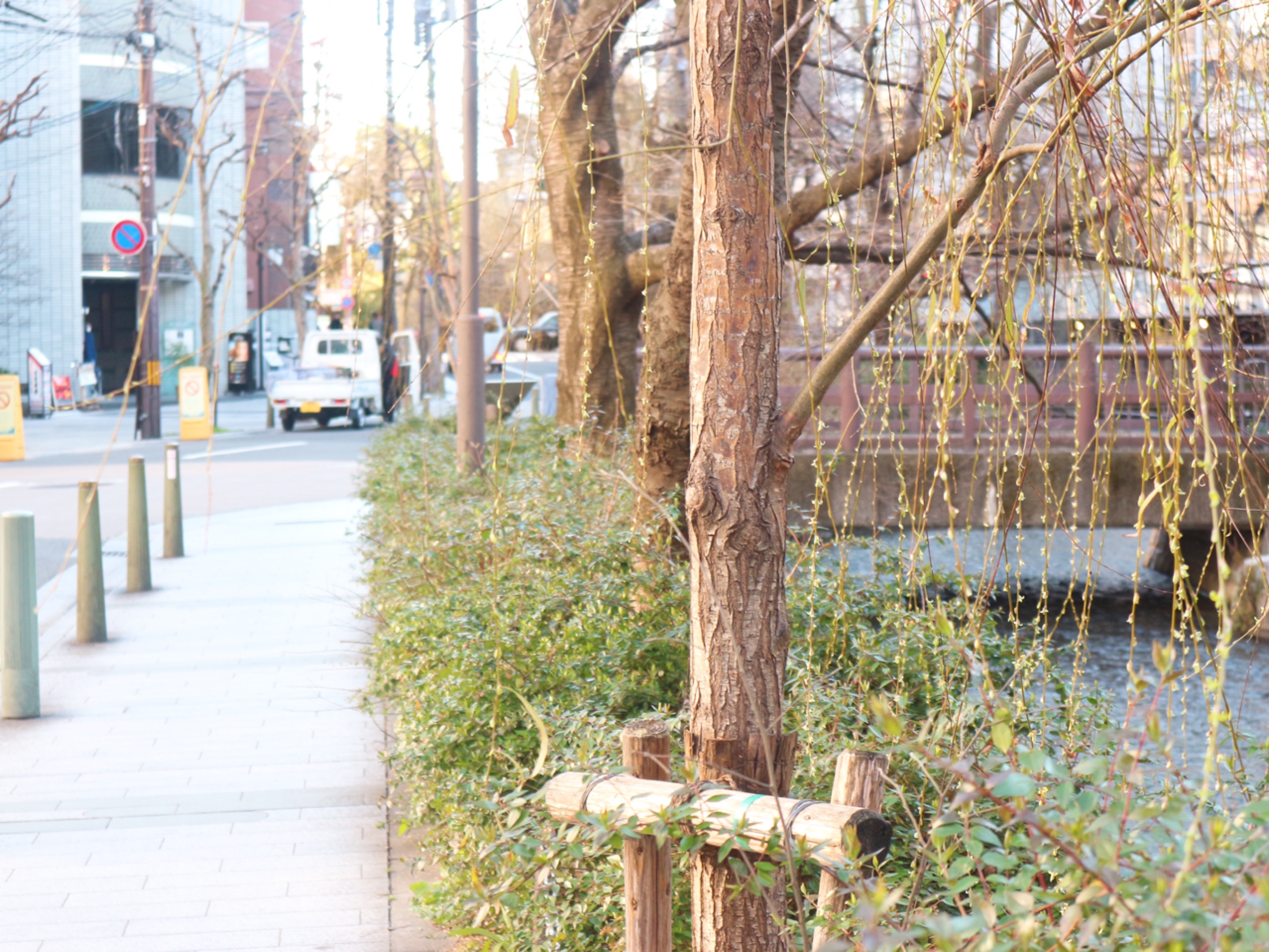 A street watched over by weeping willows