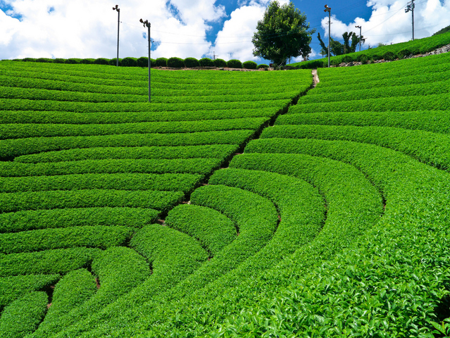 說起宇治的季節限定味道，那就是“新茶”