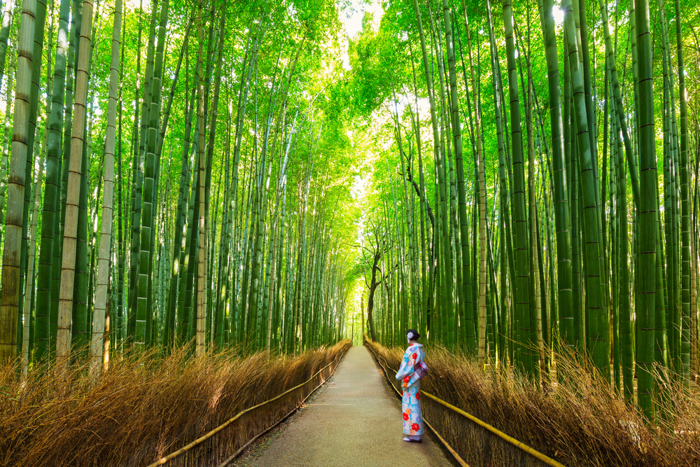 壮观的竹林风景