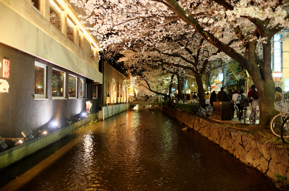Crowds come to see a different side of the cherry blossoms that can only be seen at night