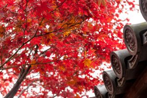 京都的红叶景点5选！在秋天的京都会遇见难忘的红叶风景吧 !