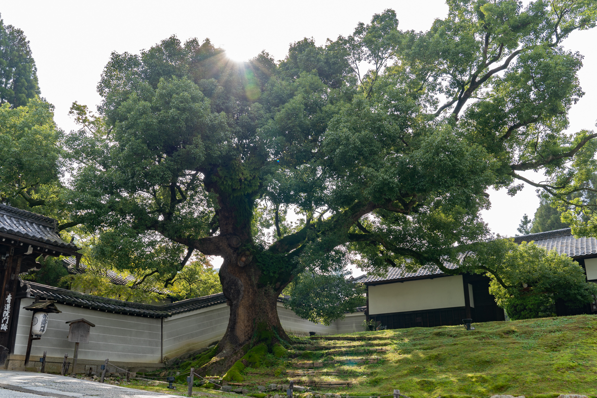 History of Shoren-in Monzeki Temple