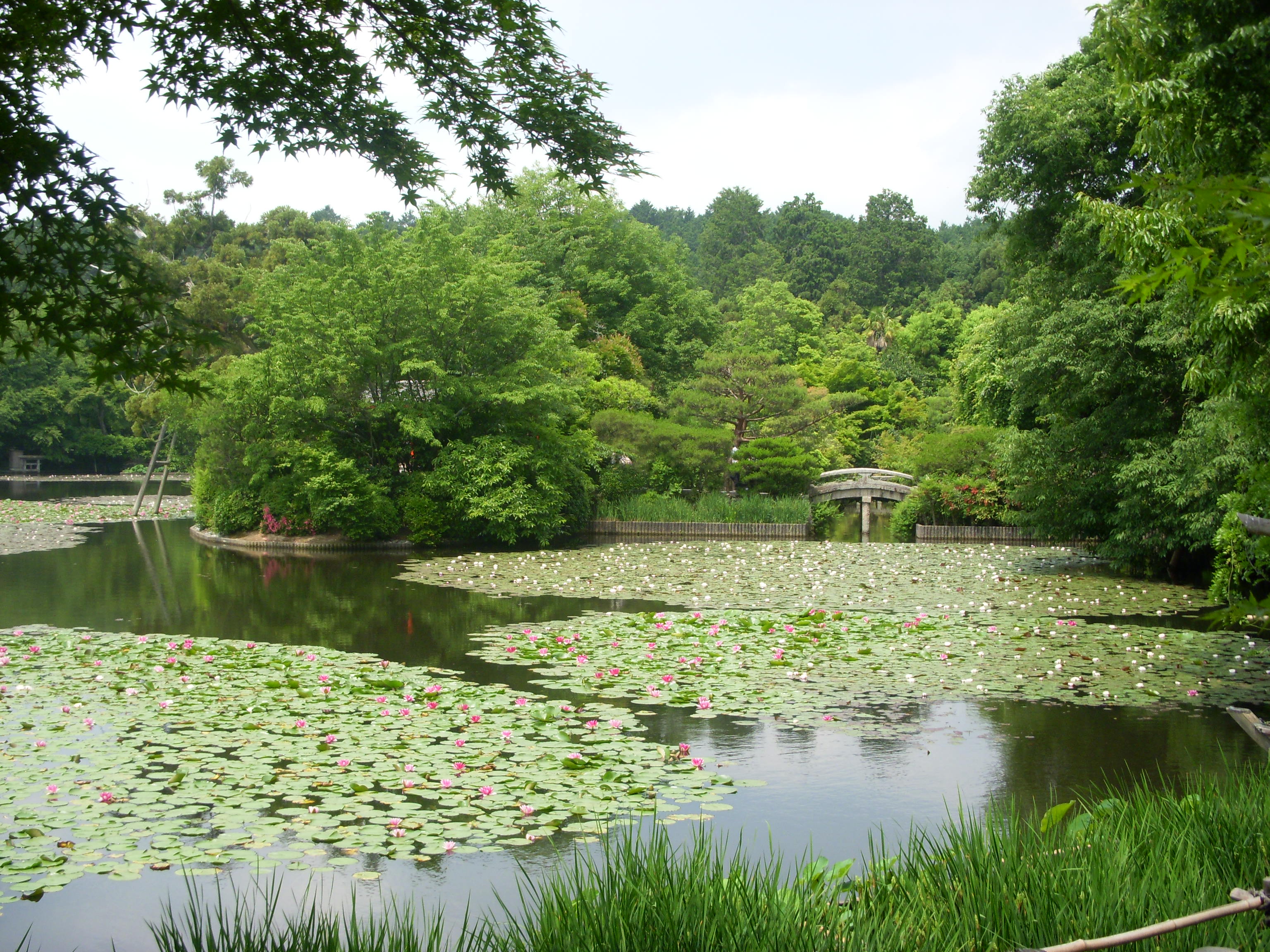 Kyoyochi 'Mirror' Pond