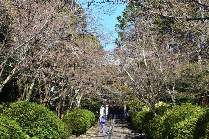 宗忠神社の桜