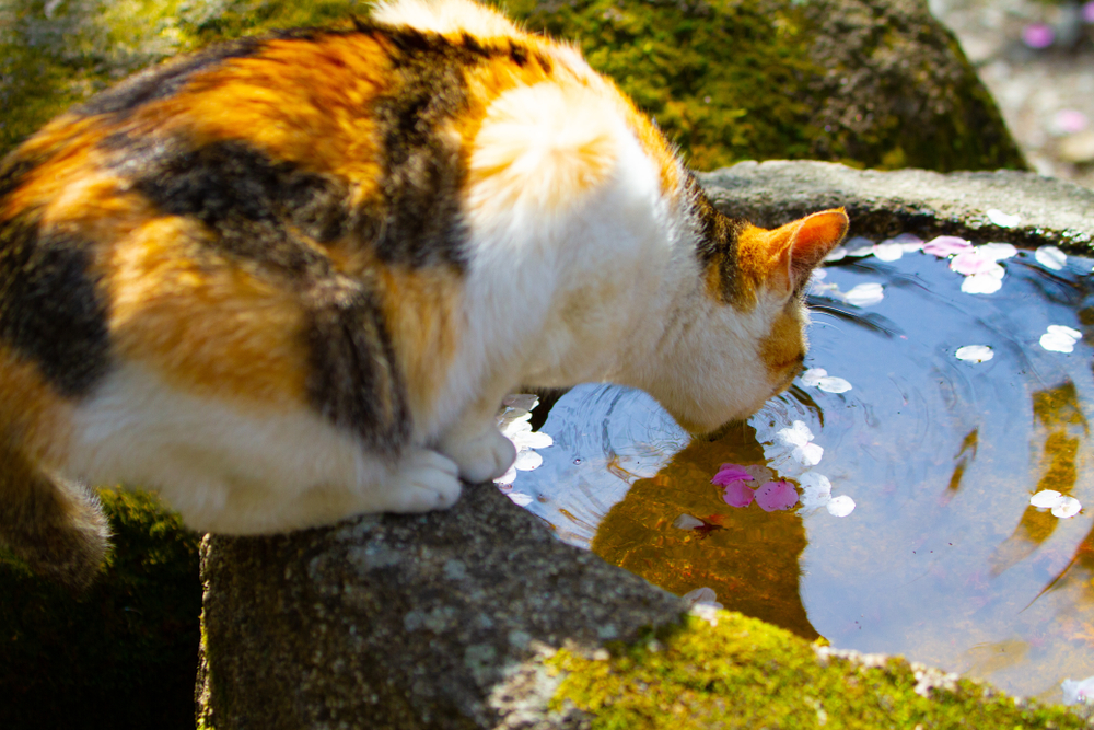 A rejuvinating area with nature where even cute local animals enjoy lounging