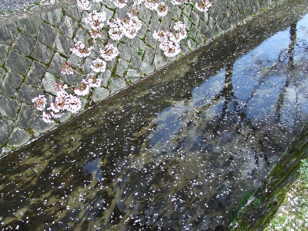 櫻花雕謝時也是壹種美景