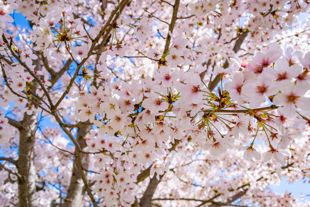 A cherry blossom viewing spot where over 400 trees burst into full bloom