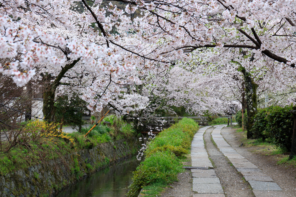 穿过美丽的樱花隧道 可以在京都的哲学之道享受散步的乐趣