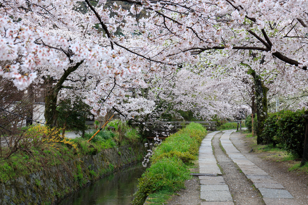 華やかに咲き誇る桜のトンネルを抜けて 京都散歩を楽しめる 哲学の道