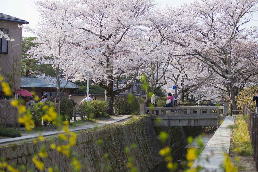 ゆっくりとした時間の中で京都の桜を楽しんでみてはいかがでしょうか？