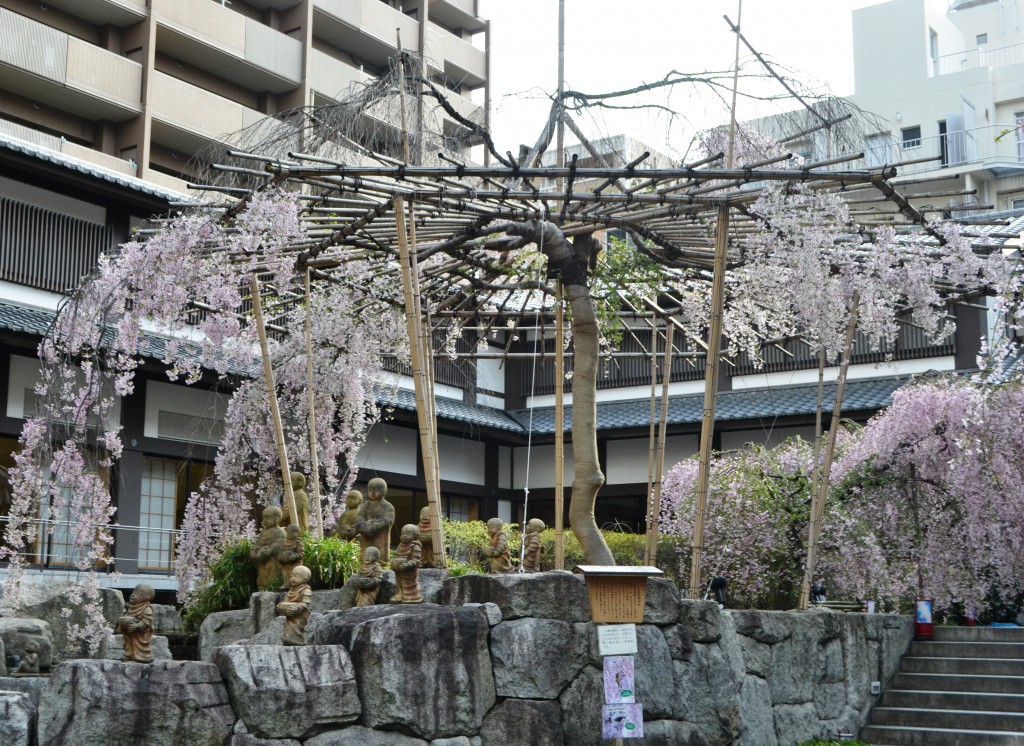 六角堂の桜