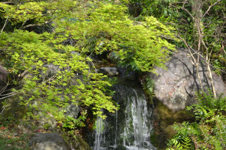 宇治市植物公園の桜