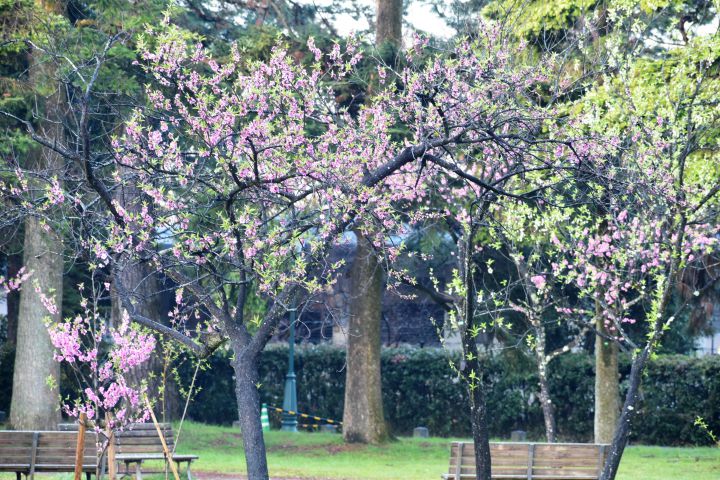 京都御苑の桜