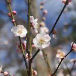 京都府立植物園の桜
