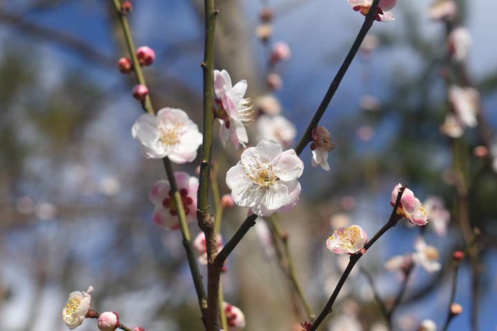 京都府立植物园の桜